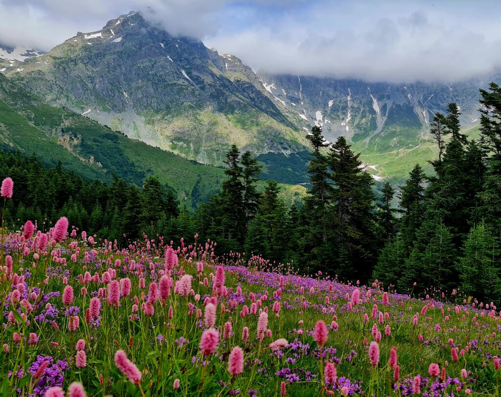 בלוג תמונות ממוזערות